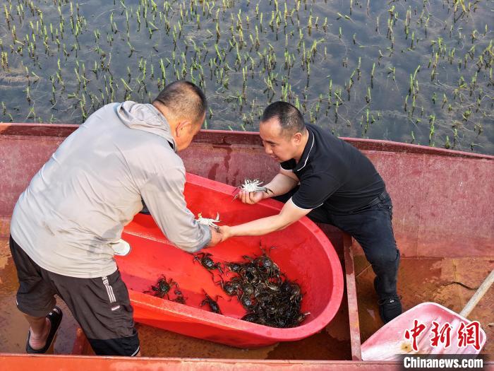 （乡村行·看振兴）“鲜”到盐碱地 吉林西部“虾兵蟹将	”有大作为  第4张