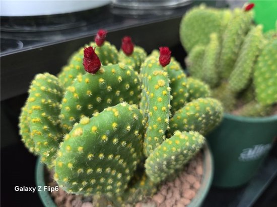 首款骁龙8 Gen3小折叠 三星Galaxy Z Flip6手机评测  第28张