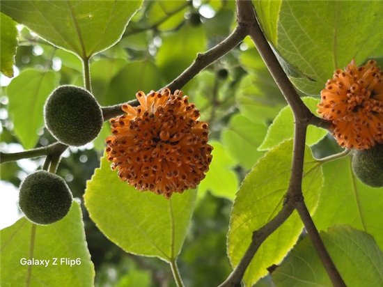 首款骁龙8 Gen3小折叠 三星Galaxy Z Flip6手机评测  第35张