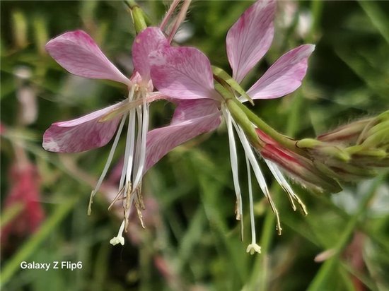 首款骁龙8 Gen3小折叠 三星Galaxy Z Flip6手机评测  第37张