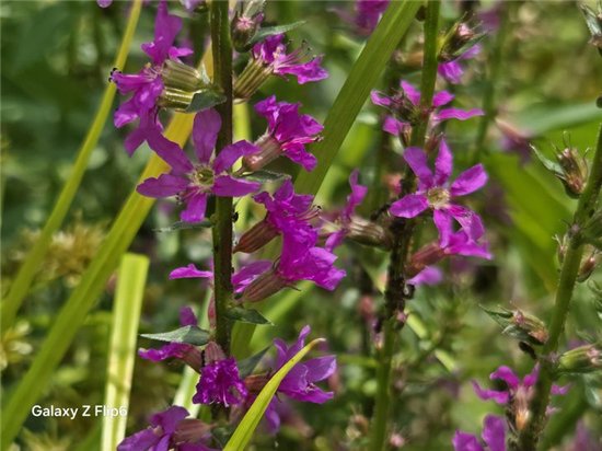 首款骁龙8 Gen3小折叠 三星Galaxy Z Flip6手机评测  第34张