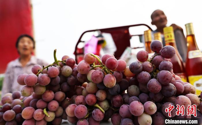 山西新绛：葡萄香满园 田间采摘忙  第5张