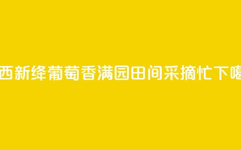 山西新绛：葡萄香满园 田间采摘忙  第1张