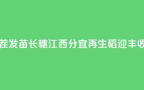 利用稻茬发苗长穗 江西分宜“再生稻”迎丰收  第1张