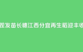 利用稻茬发苗长穗 江西分宜“再生稻”迎丰收