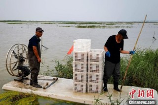 （乡村行·看振兴）“鲜”到盐碱地 吉林西部“虾兵蟹将”有大作为
