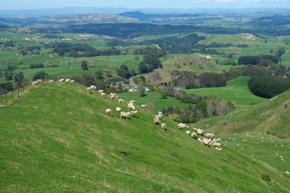 南十字星照亮天地  第7张